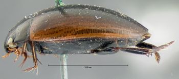 Media type: image;   Entomology 6056 Aspect: habitus lateral view